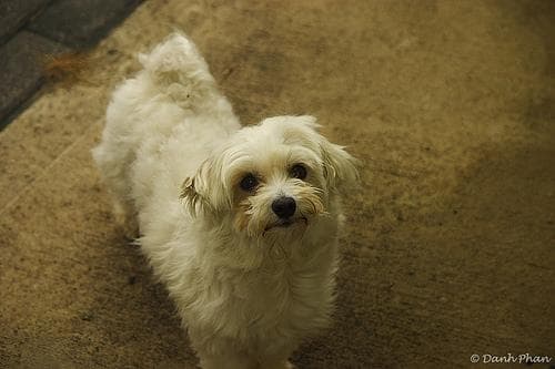 Maltipoo yavrusu 2