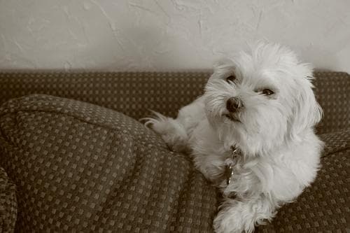 Maltipoo yavrusu 2
