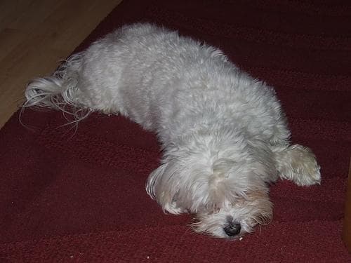Maltese Terrier yavrusu 3