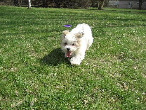 Maltese Terrier yavrusu 2