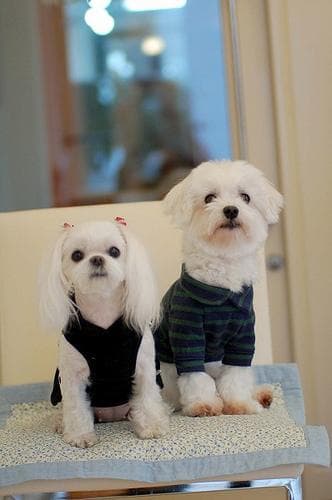 Maltipoo yavrusu 3