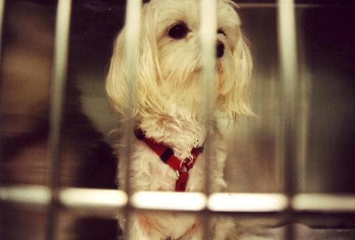 Maltipoo yavrusu 3