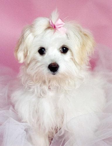 Maltipoo yavrusu 3