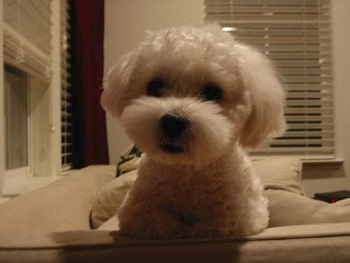 Maltese Terrier yavrusu 3