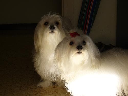 Maltese Terrier yavrusu 2
