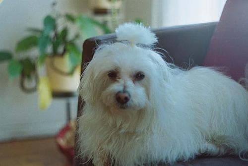 Maltipoo yavrusu 2
