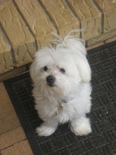 Maltese Terrier yavrusu 3