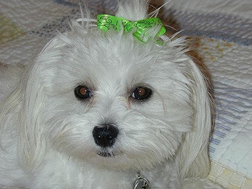 Maltese Terrier yavrusu 3