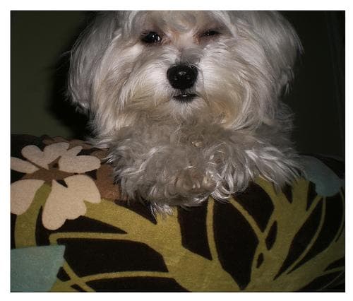 Maltese Terrier yavrusu 3