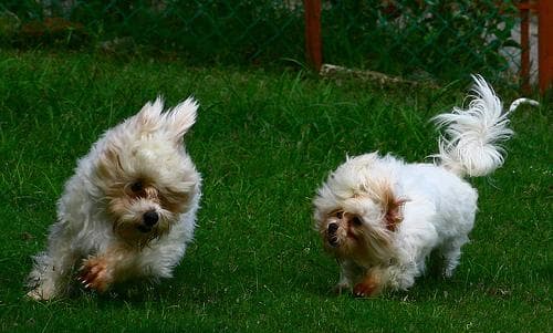Maltipoo yavrusu 2