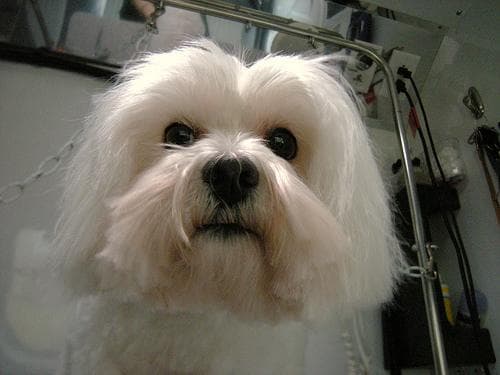 Maltese Terrier yavrusu 3