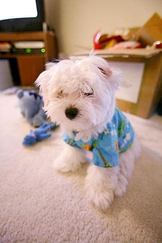 Maltese Terrier yavrusu 2