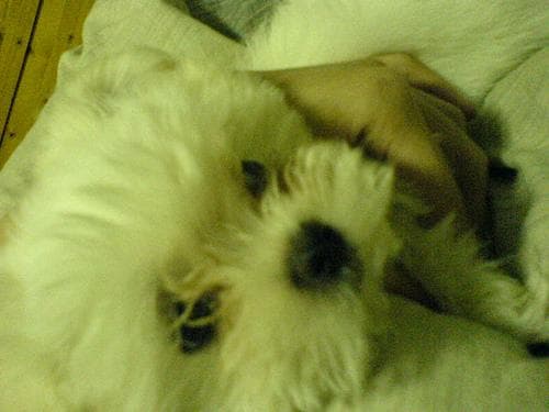 Maltese Terrier yavrusu 2