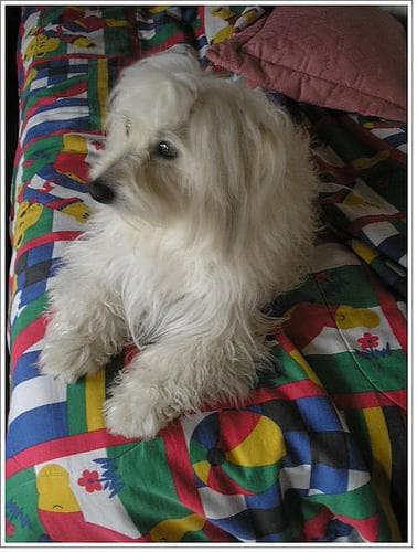 Maltese Terrier yavrusu 3