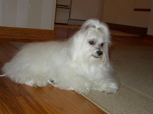 Maltipoo yavrusu 3