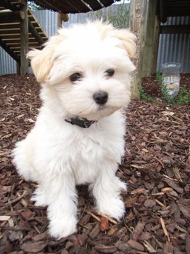 Maltipoo yavrusu 3