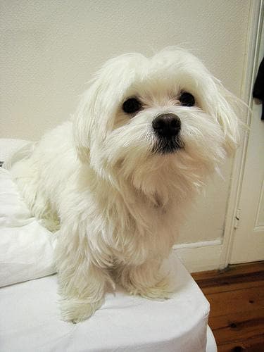 Maltipoo yavrusu 2