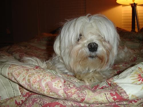 Maltipoo yavrusu 2