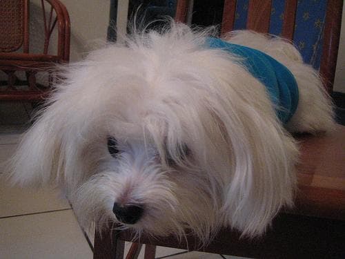 Maltipoo yavrusu 1