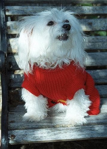 Maltese Terrier yavrusu 2