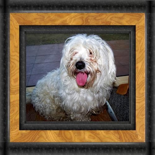 Maltese Terrier yavrusu 2