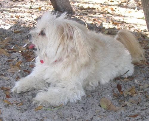 Maltese Terrier yavrusu 1
