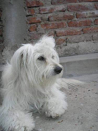 Maltipoo yavrusu 3