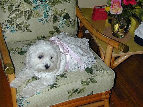 Maltese Terrier yavrusu 1
