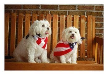 Maltipoo yavrusu 3