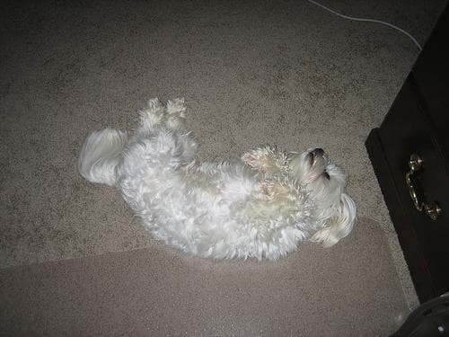 Maltese Terrier yavrusu 1