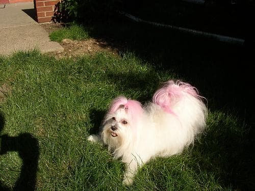 Maltipoo yavrusu 1
