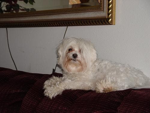 Maltipoo yavrusu 2