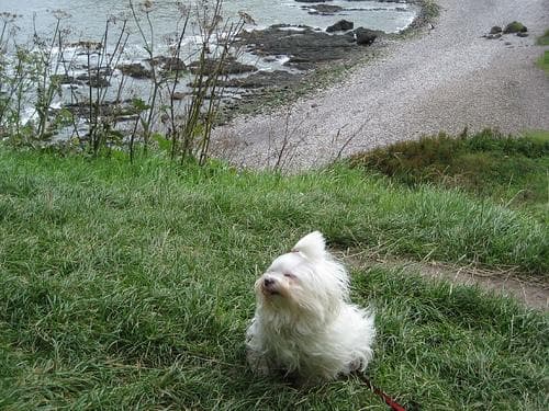 Maltipoo yavrusu 2