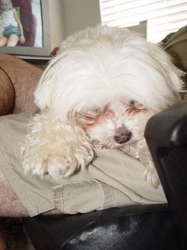 Maltipoo yavrusu 2