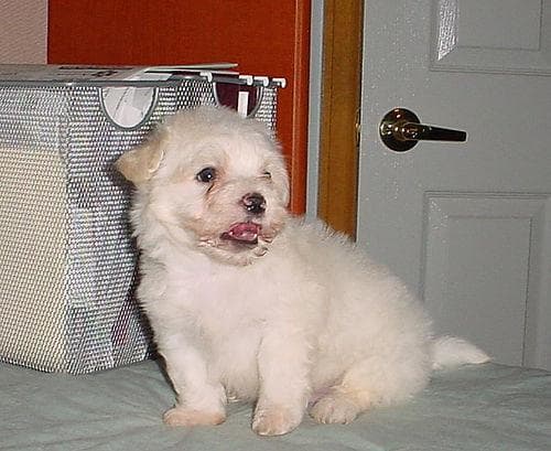 Maltipoo yavrusu 3