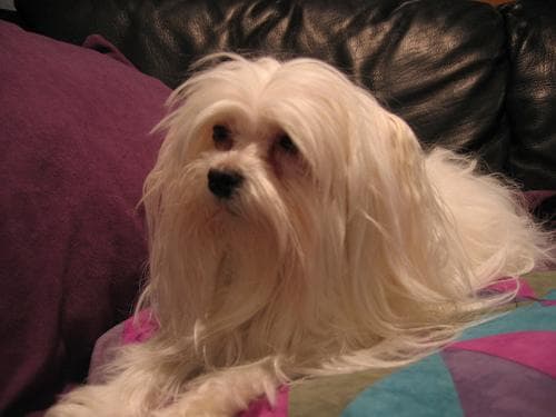Maltese Terrier yavrusu 3