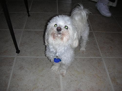 Maltese Terrier yavrusu 3