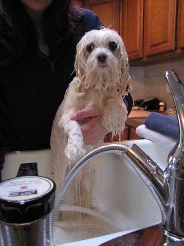 Maltipoo yavrusu 2