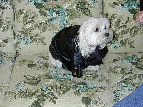 Maltese Terrier yavrusu 2