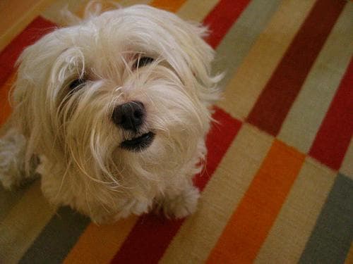 Maltese Terrier yavrusu 3