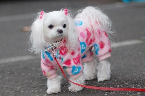 Maltese Terrier yavrusu 3