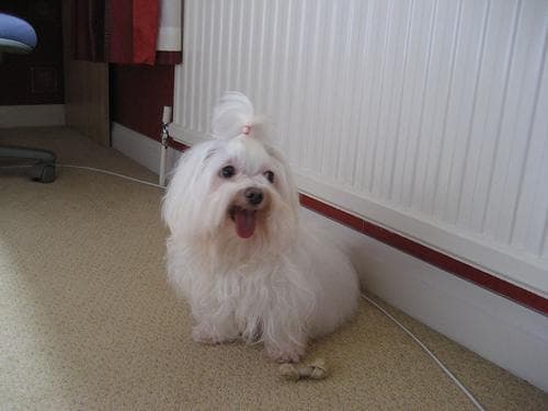 Maltese Terrier yavrusu 2