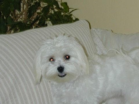 Maltese Terrier yavrusu 2