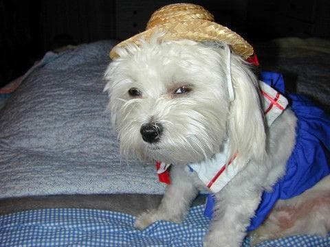 Maltipoo yavrusu 3
