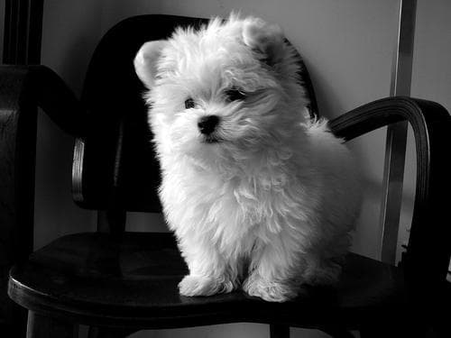 Morkie yavrusu 2