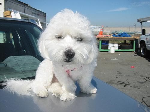 Maltese Terrier yavrusu 2