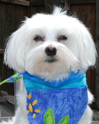 Morkie yavrusu 2