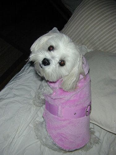 Maltese Terrier yavrusu 3