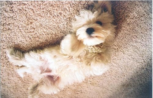 Maltipoo yavrusu 3