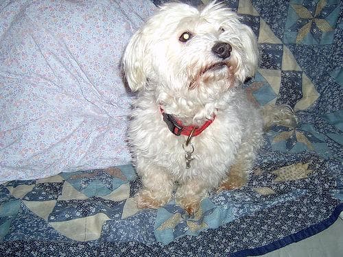 Maltese Terrier yavrusu 2